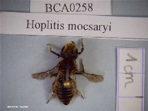  (Hoplitis mocsaryi - BCA0258)  @11 [ ] CC-By (2021) INRAE INRAE