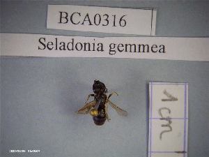  (Seladonia gemmea - BCA0316)  @11 [ ] CC-By (2021) INRAE INRAE