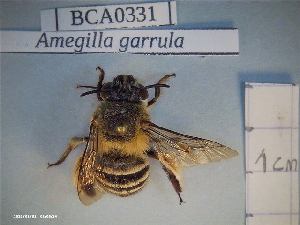  (Amegilla garrula - BCA0331)  @11 [ ] CC-By (2021) INRAE INRAE