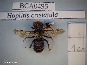  (Hoplitis cristatula - BCA0495)  @11 [ ] CC-By (2021) INRAE INRAE