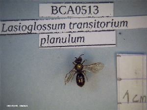  (Lasioglossum transitorium - BCA0513)  @11 [ ] CC-By (2021) INRAE INRAE