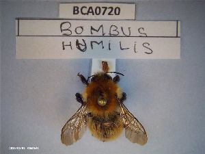  (Bombus humilis quasimuscorum - BCA0720)  @11 [ ] CC-By (2021) INRAE INRAE