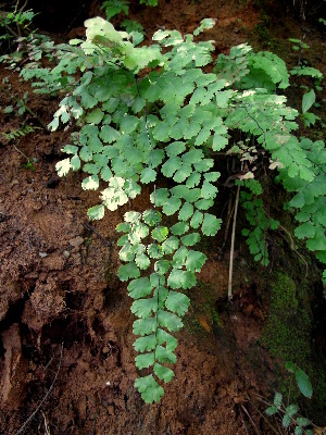  (Adiantum raddianum - RBRL 01)  @11 [ ] CreativeCommons - Attribution Non-Commercial Share-Alike (2013) Smitha Hegde and Shaiesh Morajkar St. Aloysius College