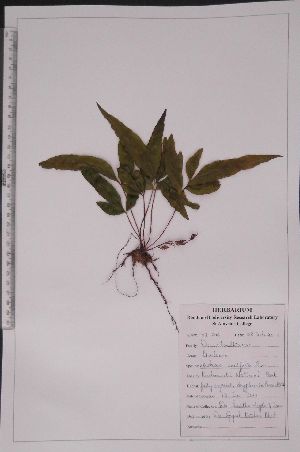  (Lindsaea ensifolia - RBRL 16)  @11 [ ] CreativeCommons - Attribution Non-Commercial Share-Alike (2013) Smitha Hegde and Shaiesh Morajkar St. Aloysius College