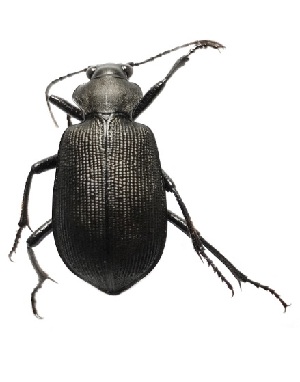 (Calosoma sp - COE08)  @11 [ ] Unspecified (default): All Rights Reserved  Unspecified Unspecified