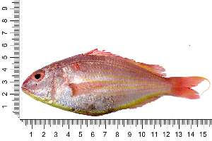  ( - COFKU07)  @11 [ ] nrr (2024) Dr. S. I. Yusufzai College of Fisheries Science, Kamdhenu University, Veraval