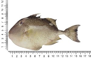  ( - COFKU11)  @11 [ ] nrr (2024) Dr. S. I. Yusufzai College of Fisheries Science, Kamdhenu University, Veraval