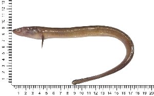 (Ariosoma indicum - COFKU12)  @11 [ ] nrr (2024) Dr. S. I. Yusufzai College of Fisheries Science, Kamdhenu University, Veraval