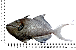  ( - COFKU43)  @11 [ ] nrr (2024) Dr. S. I. Yusufzai College of Fisheries Science, Kamdhenu University, Veraval