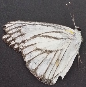  ( - JALi 1)  @11 [ ] Copyright (2017) Entopia Penang Butterfly Farm Unspecified
