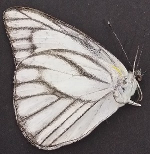  ( - JALi 2)  @11 [ ] Copyright (2017) Entopia Penang Butterfly Farm Unspecified