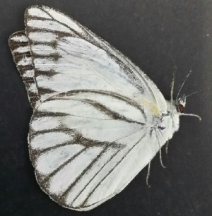  ( - JALi 3)  @11 [ ] Copyright (2017) Entopia Penang Butterfly Farm Unspecified