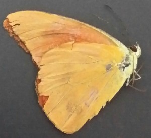  (Appias nero nero - JAN 1)  @11 [ ] Copyright (2017) Entopia Penang Butterfly Farm Unspecified