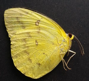  (Catopsilia scylla - JCS 1)  @11 [ ] Copyright (2017) Entopia Penang Butterfly Farm Unspecified