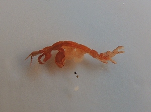  (Caprella sp - UNMDP-I 181)  @13 [ ] Unspecified (default): All Rights Reserved  Unspecified Unspecified