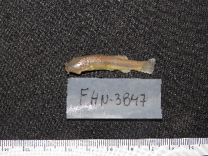  ( - FHN-3847)  @11 [ ] Copyright (2018) Sergio Bogan Fundación de Historia Natural Félix de Azara