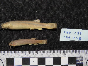  ( - FHN-257)  @11 [ ] Copyright (2018) Sergio Bogan Fundación de Historia Natural Félix de Azara
