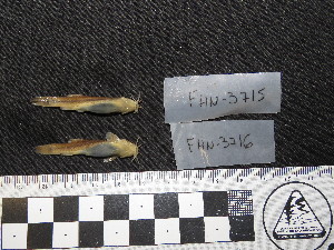  ( - FHN-3716)  @11 [ ] Copyright (2018) Sergio Bogan Fundación de Historia Natural Félix de Azara