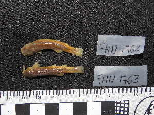  ( - FHN-1762)  @11 [ ] Copyright (2018) Sergio Bogan Fundación de Historia Natural Félix de Azara