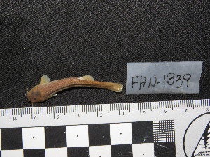  ( - FHN-1839)  @11 [ ] Copyright (2018) Sergio Bogan Fundación de Historia Natural Félix de Azara