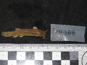 ( - FHN-3743)  @11 [ ] Copyright (2018) Sergio Bogan Fundación de Historia Natural Félix de Azara