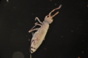  (Lepidobrya sp - NZCI_033)  @14 [ ] Copyright (2010) Mark Stevens South Australian Museum