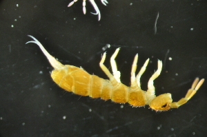  (Isotoma sp - NZCI_040)  @14 [ ] Unspecified (default): All Rights Reserved  Unspecified Unspecified