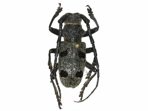  ( - BIOUG36551-E09)  @14 [ ] CreativeCommons - Attribution (2017) CBG Photography Group Centre for Biodiversity Genomics