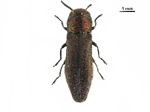  (Agrilus viscivorus - BIOUG36551-F03)  @15 [ ] CreativeCommons - Attribution (2017) CBG Photography Group Centre for Biodiversity Genomics