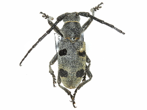  ( - BIOUG36551-F10)  @13 [ ] CreativeCommons - Attribution (2017) CBG Photography Group Centre for Biodiversity Genomics