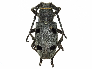  ( - BIOUG36551-G01)  @14 [ ] CreativeCommons - Attribution (2017) CBG Photography Group Centre for Biodiversity Genomics