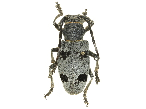  ( - BIOUG36551-G04)  @11 [ ] CreativeCommons - Attribution (2017) CBG Photography Group Centre for Biodiversity Genomics
