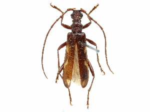  ( - BIOUG36551-G10)  @11 [ ] CreativeCommons - Attribution (2017) CBG Photography Group Centre for Biodiversity Genomics