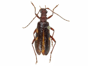  ( - BIOUG36551-G11)  @13 [ ] CreativeCommons - Attribution (2017) CBG Photography Group Centre for Biodiversity Genomics