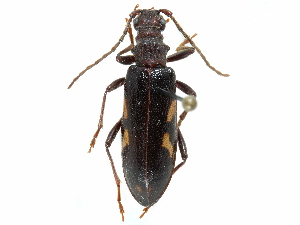  ( - BIOUG36551-H04)  @13 [ ] CreativeCommons - Attribution (2017) CBG Photography Group Centre for Biodiversity Genomics