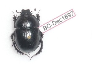  (Geotrupes sp2 - BC-Dec1897)  @11 [ ] Unspecified (default): All Rights Reserved  Unspecified Unspecified
