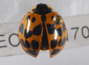  ( - 10TEOSA-0170)  @13 [ ] CreativeCommons - Attribution Non-Commercial Share-Alike (2011) Michelle Van Der Bank University of Johannesburg