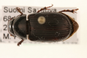  (Acrossus rufipes - MP00388)  @13 [ ] CreativeCommons - Attribution (2010) CBG Photography Group Centre for Biodiversity Genomics