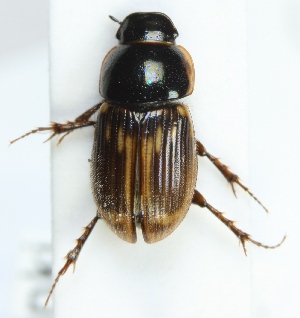  (Melinopterus punctatosulcatus - ZMUO.000477)  @14 [ ] CreativeCommons - Attribution Non-Commercial (2012) Marko Mutanen University of Oulu