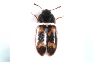  (Litargus connexus - MP00223)  @14 [ ] CreativeCommons - Attribution (2010) CBG Photography Group Centre for Biodiversity Genomics