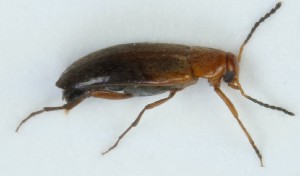  (Anaspis arctica - ZMUO.003251)  @13 [ ] CreativeCommons - Attribution Non-Commercial (2012) Marko Mutanen University of Oulu