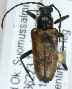  ( - ZMUO.003362)  @13 [ ] CreativeCommons - Attribution Non-Commercial (2012) Marko Mutanen University of Oulu