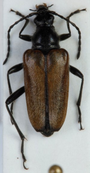  ( - ZMUO.004993)  @13 [ ] CreativeCommons - Attribution Non-Commercial (2012) Marko Mutanen University of Oulu