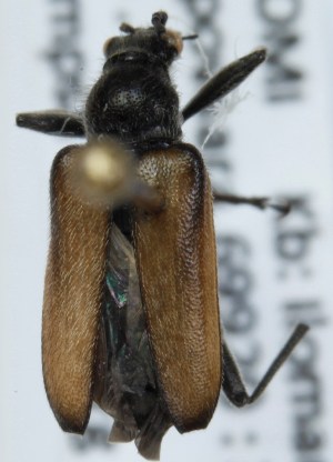  ( - ZMUO.005273)  @13 [ ] CreativeCommons - Attribution Non-Commercial (2013) Marko Mutanen University of Oulu