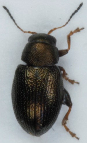  ( - ZMUO.005396)  @12 [ ] CreativeCommons - Attribution Non-Commercial (2012) Marko Mutanen University of Oulu