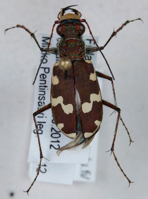  (Cicindela maritima - ZMUO.005570)  @15 [ ] CreativeCommons - Attribution Non-Commercial (2012) Marko Mutanen University of Oulu