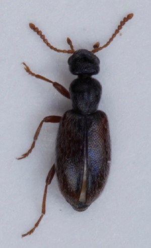  (Anthicus flavipes - ZMUO.006629)  @13 [ ] CreativeCommons - Attribution Non-Commercial (2012) Marko Mutanen University of Oulu