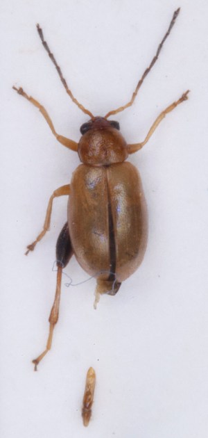  ( - ZMUO.007677)  @13 [ ] CreativeCommons - Attribution Non-Commercial (2013) Marko Mutanen University of Oulu