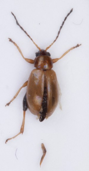  ( - ZMUO.007678)  @13 [ ] CreativeCommons - Attribution Non-Commercial (2013) Marko Mutanen University of Oulu