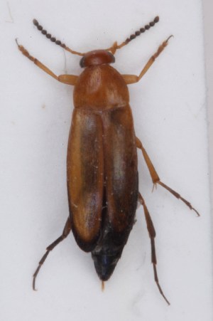  (Anaspis flava - ZMUO.010733)  @13 [ ] CreativeCommons - Attribution Non-Commercial (2014) Marko Mutanen University of Oulu